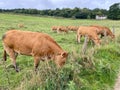 Jersey Dairy Cows are grazing