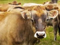 Jersey Dairy Cows Staring Cattle