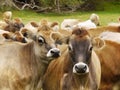 Jersey Dairy Cows Staring Cattle  Meadow Royalty Free Stock Photo