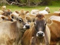 Jersey Dairy Cows Staring Cattle Meadow