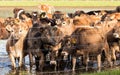 Jersey Heifers Flooded Royalty Free Stock Photo