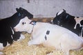 Jersey and Holstein cattle at Los Angeles County Fair, Pomona, CA