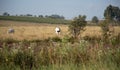 Jersey and Holstein cows feeding in an outdoor pasture field Royalty Free Stock Photo