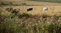 Jersey and Holstein cows feeding in an outdoor pasture field Royalty Free Stock Photo