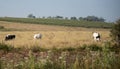 Jersey and Holstein cows feeding in an outdoor pasture field Royalty Free Stock Photo