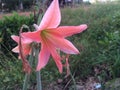 Jersey lily flower with bright pink color.