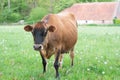 Jersey milk cow outside Royalty Free Stock Photo