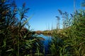 Jersey Shore Marshes and Wetlands Royalty Free Stock Photo