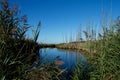 Jersey Shore Marshes and Wetlands Royalty Free Stock Photo