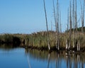 Jersey Shore Marshes and Wetlands Royalty Free Stock Photo