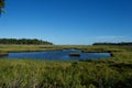 Jersey Shore Marshes and Wetlands Royalty Free Stock Photo