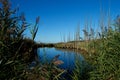 Jersey Shore Marshes and Wetlands Royalty Free Stock Photo