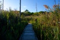 Jersey Shore Marshes and Wetlands Royalty Free Stock Photo