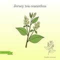 Jersey tea ceanothus Ceanothus americanus , or red root Royalty Free Stock Photo