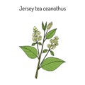 Jersey tea ceanothus Ceanothus americanus , or red root, mountainsweet, wild snowball.