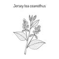 Jersey tea ceanothus Ceanothus americanus , or red root, mountainsweet, wild snowball. Royalty Free Stock Photo
