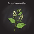 Jersey tea ceanothus Ceanothus americanus , or red root, mountainsweet, wild snowball.