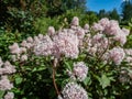 Jersey tea ceanothus, red root, mountain sweet or wild snowball Ceanothus americanus having thin branches flowering with white