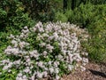 Jersey tea ceanothus, red root, mountain sweet or wild snowball Ceanothus americanus having thin branches flowering with white