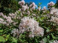 Jersey tea ceanothus, mountain sweet or wild snowball (Ceanothus americanus) having thin branches flowering with white Royalty Free Stock Photo