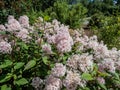 Jersey tea ceanothus, red root, mountain sweet or wild snowball (Ceanothus americanus) Royalty Free Stock Photo