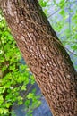 Jersey tiger butterflies on the tree trunk Royalty Free Stock Photo