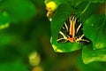 Jersey Tiger moth Royalty Free Stock Photo