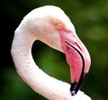 Jersey Zoo - Greater Flamingo preening neck