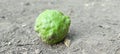 jeruk purut (kaffir lime) fruit that fell to the ground Royalty Free Stock Photo