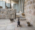 Jerusalem Alley Cats Royalty Free Stock Photo