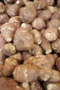 The Jerusalem artichoke, also called sunroot, sunchoke, or earth apple Royalty Free Stock Photo