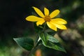 Jerusalem artichoke flower Royalty Free Stock Photo