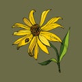 Jerusalem artichoke flower, closeup. Outline vector illustration of a yellow flower of a sunflower kind. A black ladybug with Royalty Free Stock Photo