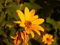 Jerusalem artichoke flower in Gheorgheni Royalty Free Stock Photo