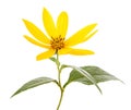 Jerusalem artichoke flower Royalty Free Stock Photo