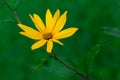 Jerusalem artichoke garden yellow flower macro with raindrops in dark saturated light Royalty Free Stock Photo