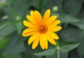 Jerusalem artichoke or girasol Helianthus tuberosus Royalty Free Stock Photo