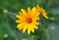 Jerusalem artichoke or girasol Helianthus tuberosus Royalty Free Stock Photo