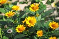 Jerusalem artichoke or girasol Helianthus tuberosus Royalty Free Stock Photo