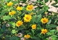 Jerusalem artichoke or girasol Helianthus tuberosus Royalty Free Stock Photo