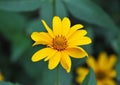 Jerusalem artichoke or girasol Helianthus tuberosus Royalty Free Stock Photo