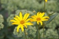 Jerusalem artichoke or girasol Helianthus tuberosus Royalty Free Stock Photo