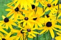 Jerusalem artichoke or girasol (Helianthus tuberosus) Royalty Free Stock Photo