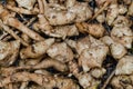 Jerusalem artichoke or ground pear Helianthus tuberosus, fresh root vegetables, tubers lie on a wooden table.Healthy diet food f Royalty Free Stock Photo