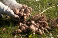 The Jerusalem artichoke harvest. Autumn organic vegetable plants with roots in garden Royalty Free Stock Photo