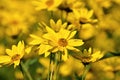 Jerusalem artichoke -Helianthus tuberosus Royalty Free Stock Photo