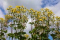 The Jerusalem artichoke (Helianthus tuberosus),