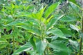 Jerusalem artichoke Helianthus tuberosus grows in nature Royalty Free Stock Photo