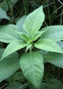 Jerusalem artichoke (Helianthus tuberosus) grows in nature Royalty Free Stock Photo