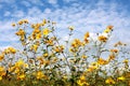 Jerusalem artichoke or Helianthus tuberosus sunflower plants with multiple bright yellow fully open blooming flowers pointing